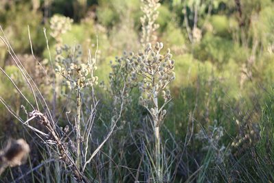 Eryngium eburneum, photographed by demianlescano