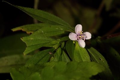 Centradenia inaequilateralis, photographed by Dennis White