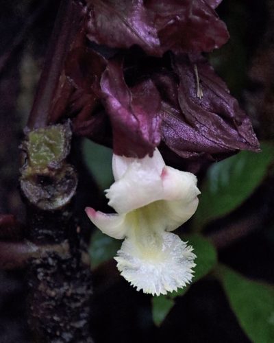 Drymonia turrialvae, photographed by Dennis White