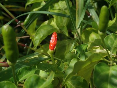 Capsicum frutescens, photographed by Daniel Cahen