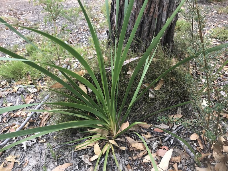 Lomandra ordii, photographed by Ann Bentley