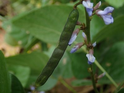 Calopogonium caeruleum, photographed by Daniel Cahen