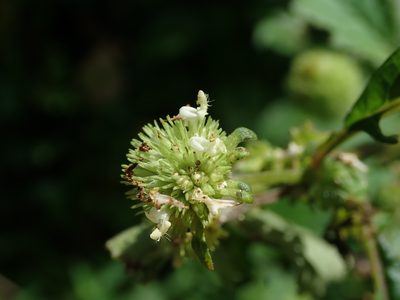 Hyptis capitata, photographed by Daniel Cahen