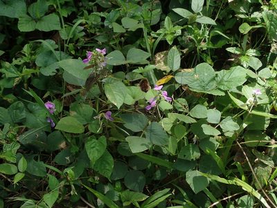 Neustanthus phaseoloides, photographed by Daniel Cahen