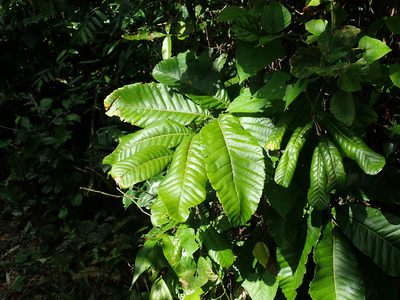 Cupania americana, photographed by Daniel Cahen