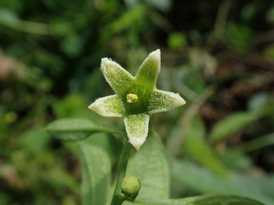 Cayaponia racemosa, photographed by Daniel Cahen