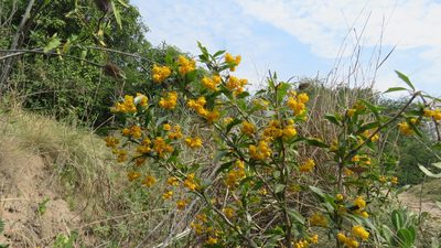 Berberis ruscifolia, photographed by demianlescano