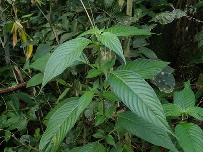 Gonzalagunia hirsuta, photographed by Daniel Cahen