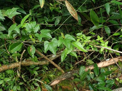 Cayaponia racemosa, photographed by Daniel Cahen