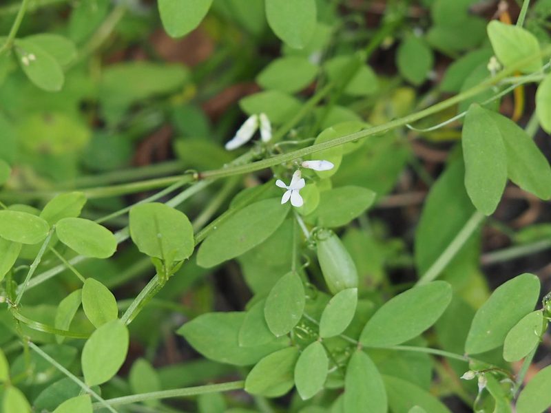 Vicia floridana, photographed by mefisher