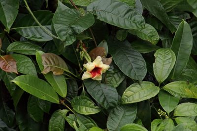 Mandevilla hirsuta, photographed by Dennis White