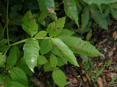 Paullinia pinnata, photographed by Daniel Cahen
