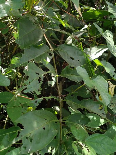 Bunchosia glandulosa, photographed by Daniel Cahen