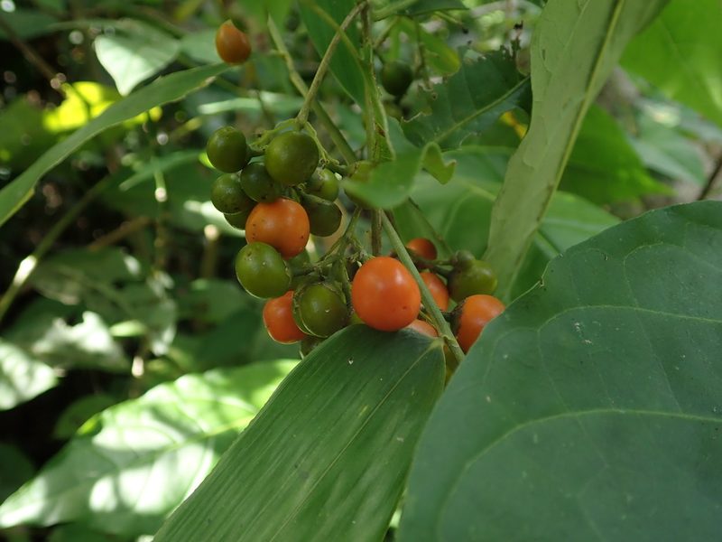 Bunchosia glandulosa, photographed by Daniel Cahen