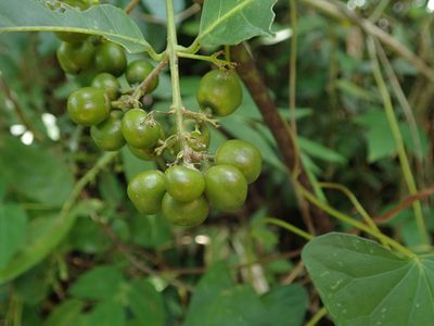 Bunchosia glandulosa, photographed by Daniel Cahen