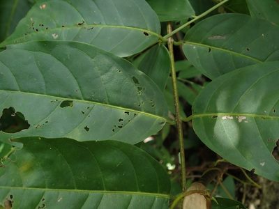 Bunchosia glandulosa, photographed by Daniel Cahen