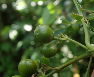 Bunchosia glandulosa, photographed by Daniel Cahen