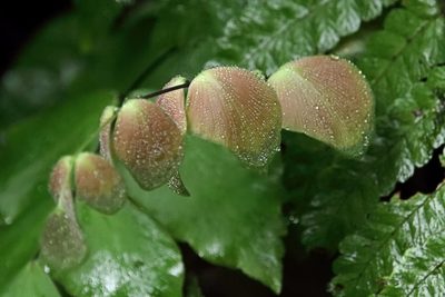 Adiantum macrophyllum, photographed by Dennis White
