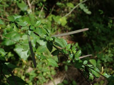 Corchorus siliquosus, photographed by Daniel Cahen