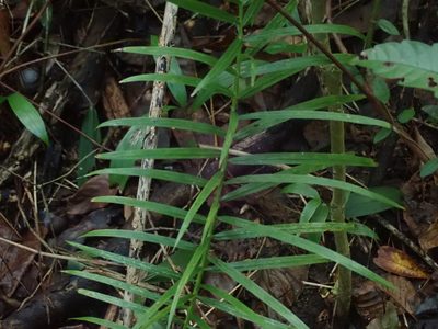 Acrocomia aculeata, photographed by Daniel Cahen