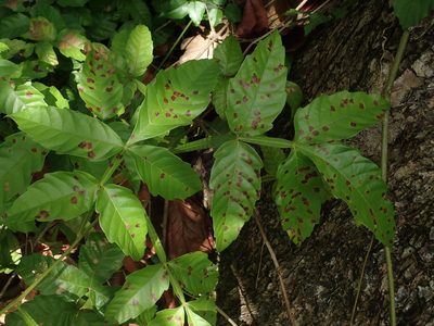 Paullinia pinnata, photographed by Daniel Cahen