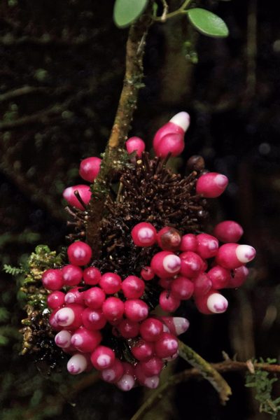 Schlegelia fastigiata, photographed by Dennis White