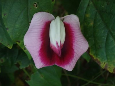 Centrosema plumieri, photographed by Daniel Cahen
