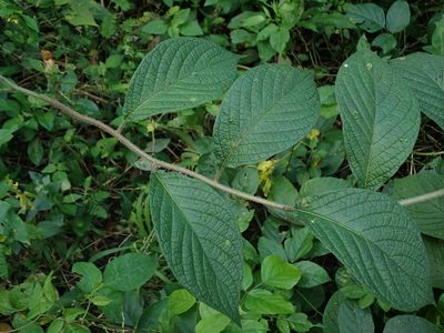 Heliotropium verdcourtii, photographed by Daniel Cahen