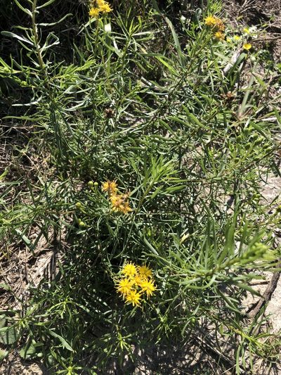 Isocoma drummondii, photographed by Sam Kieschnick