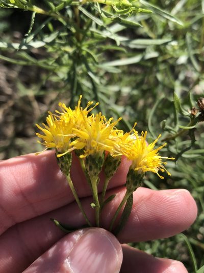 Isocoma drummondii, photographed by Sam Kieschnick