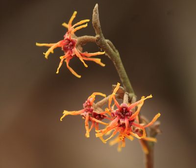 Hamamelis vernalis, photographed by mayfly1963