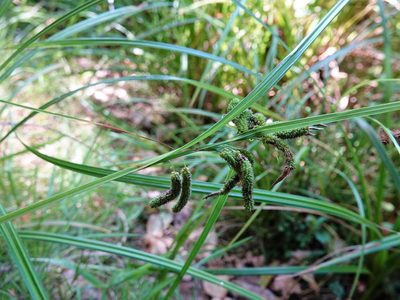 Carex lessoniana, photographed by Jacqui Geux