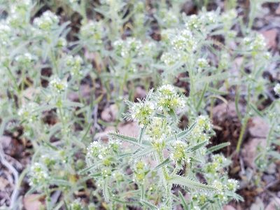 Cryptantha maritima, photographed by Bob Miller