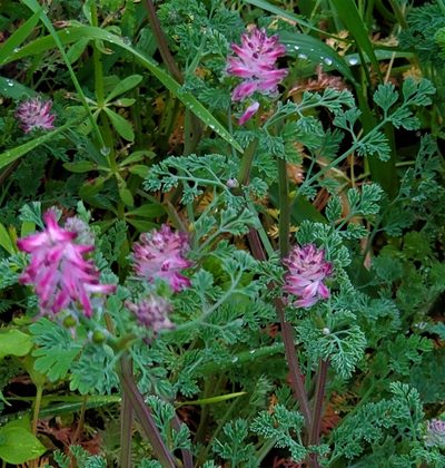 Fumaria densiflora, photographed by johnyochum