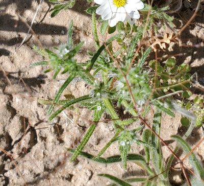 Cryptantha maritima, photographed by Bob Miller