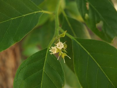 Ehretia aspera, photographed by Siddarth Machado