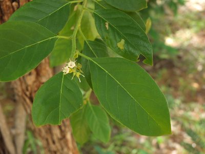 Ehretia aspera, photographed by Siddarth Machado