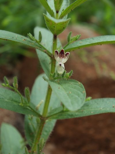 Andrographis echioides, photographed by Siddarth Machado