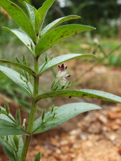 Andrographis echioides, photographed by Siddarth Machado