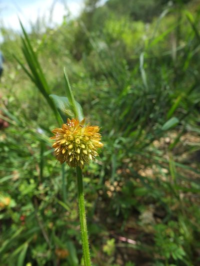 Allmania nodiflora, photographed by Siddarth Machado