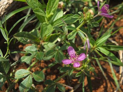 Cleome felina, photographed by Siddarth Machado