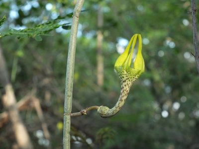 Ceropegia juncea, photographed by Siddarth Machado
