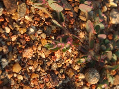 Euphorbia cristata, photographed by Siddarth Machado