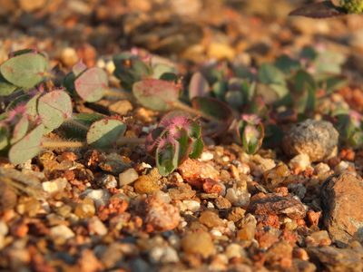 Euphorbia cristata, photographed by Siddarth Machado