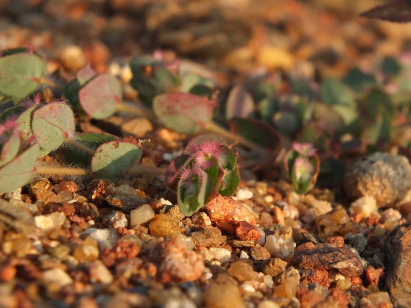 Euphorbia cristata, photographed by Siddarth Machado