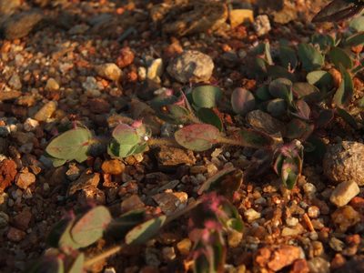 Euphorbia cristata, photographed by Siddarth Machado