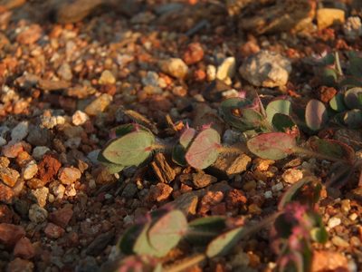 Euphorbia cristata, photographed by Siddarth Machado