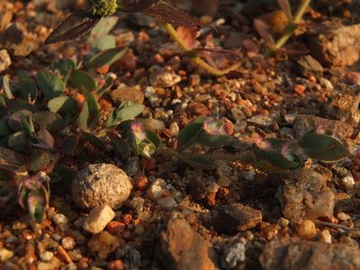 Euphorbia cristata, photographed by Siddarth Machado