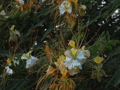 Delonix elata, photographed by Siddarth Machado