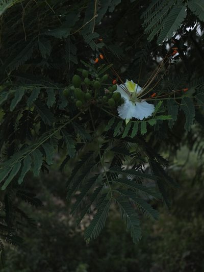 Delonix elata, photographed by Siddarth Machado